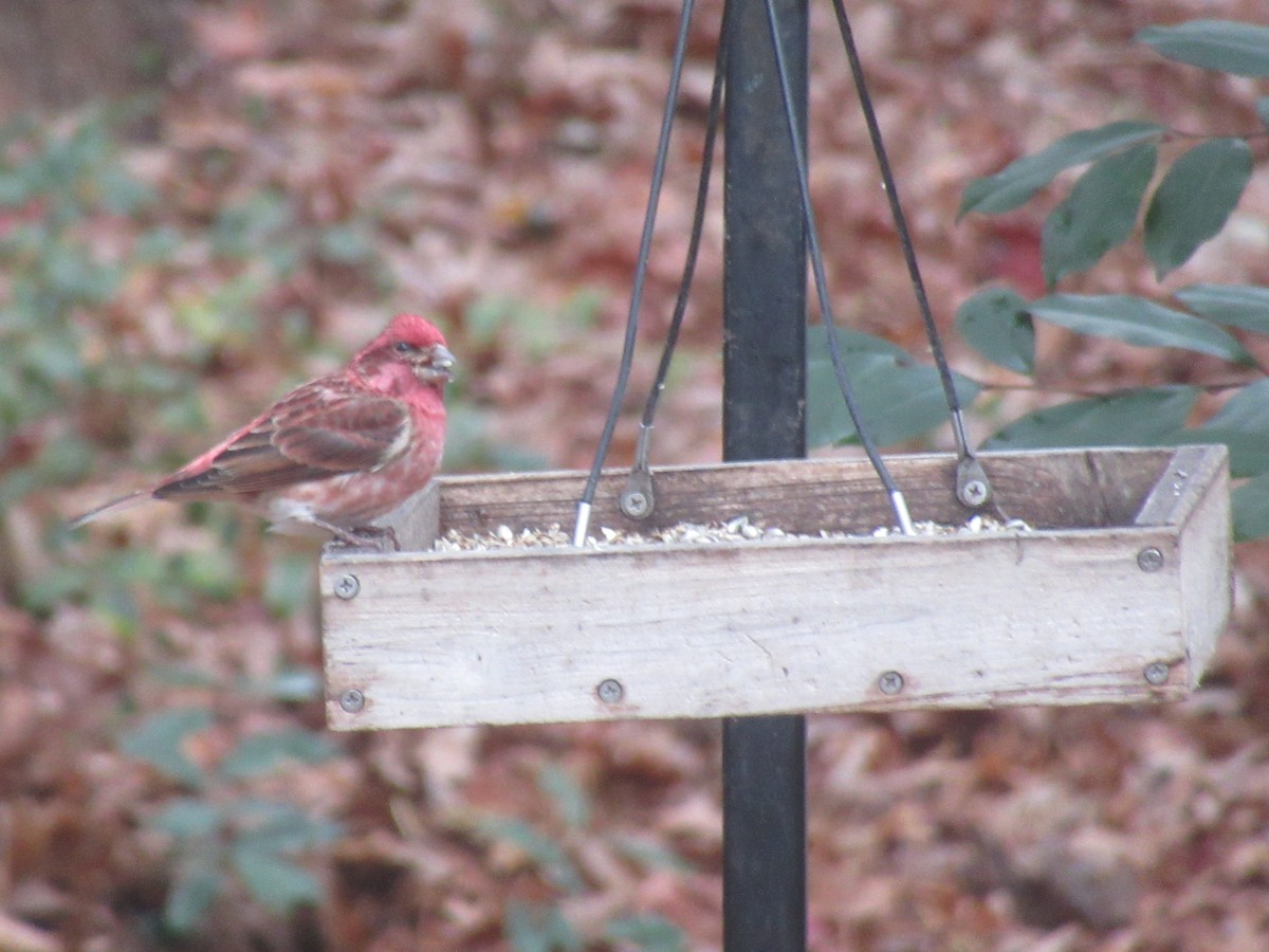 Пурпурная чечевица - ML646904915