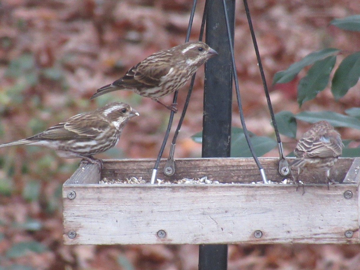 Пурпурная чечевица - ML646904916