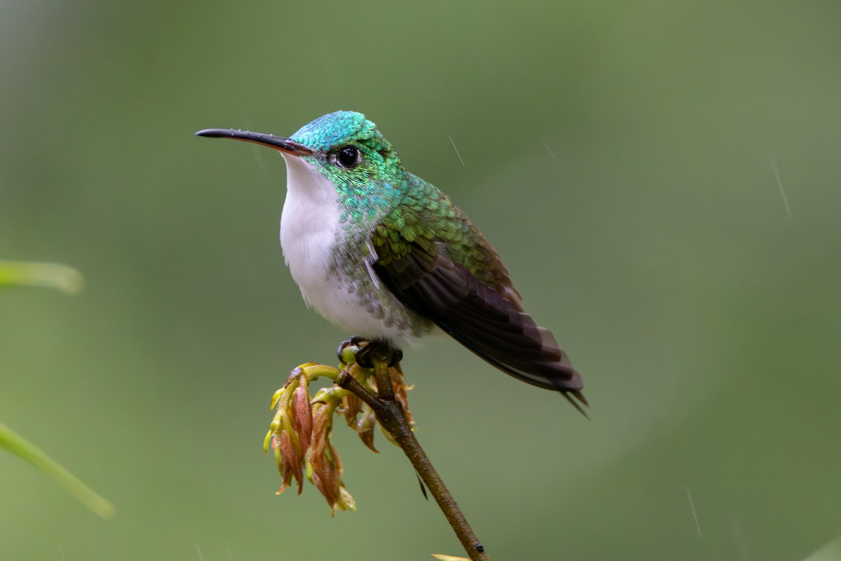 kolibřík andský - ML646904918