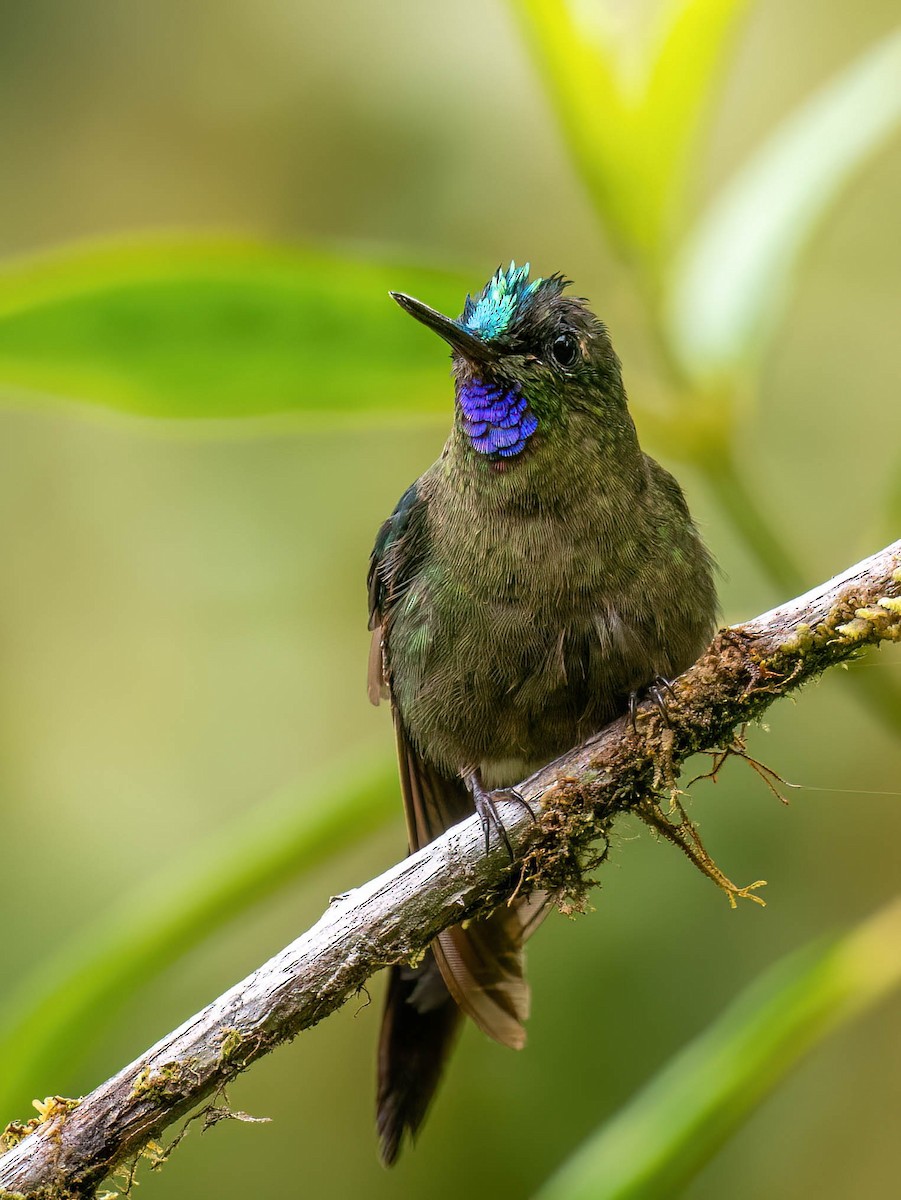 ムラサキフタオハチドリ - ML646904919