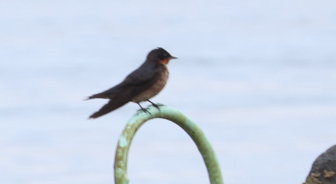 Golondrina del Pacífico - ML646904920