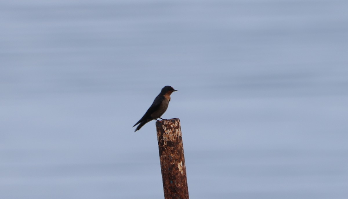 Golondrina del Pacífico - ML646904921