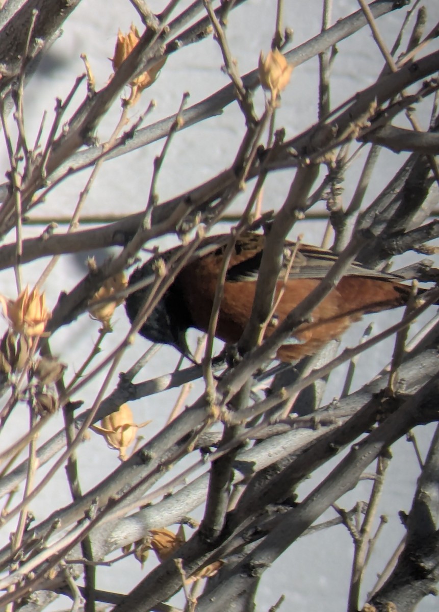 Трупіал садовий - ML646904922