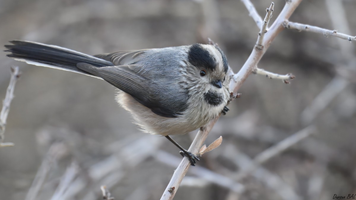 stjertmeis - ML646904923