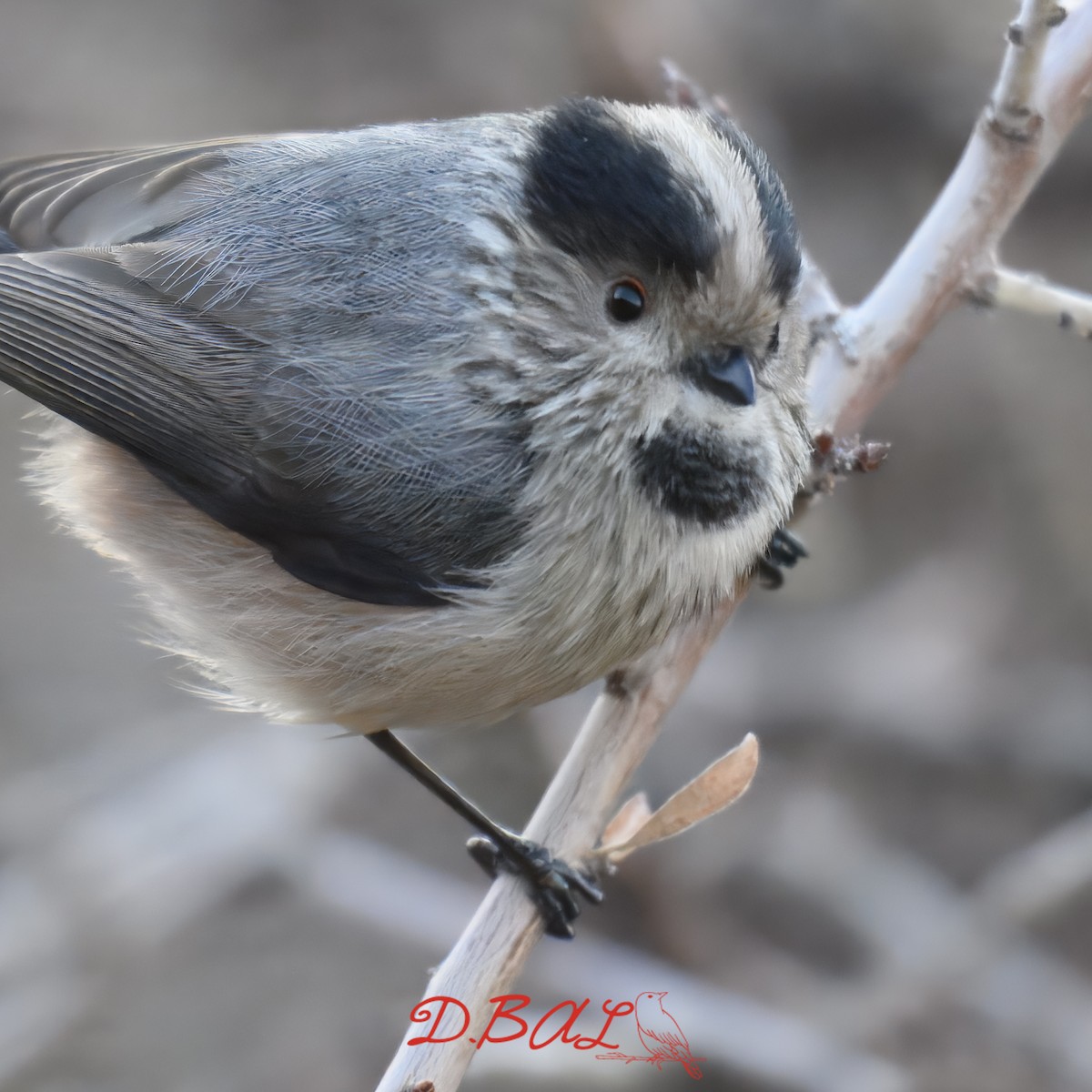 stjertmeis - ML646904924