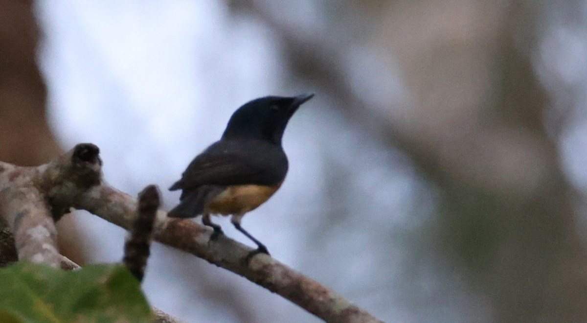 Monarca de Vanikoro - ML646904926