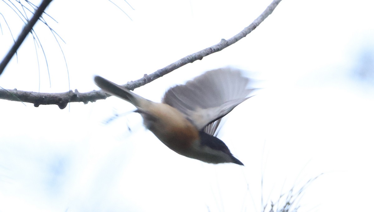 Monarca de Vanikoro - ML646904927