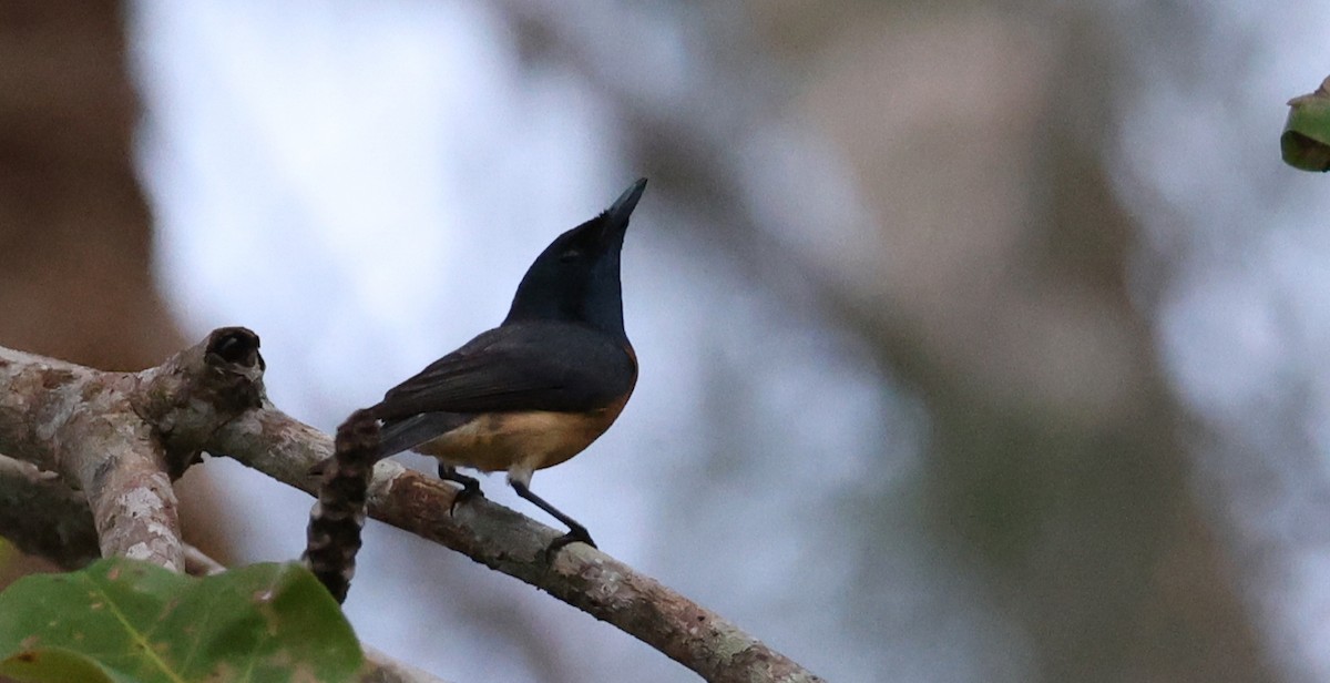 Monarca de Vanikoro - ML646904928