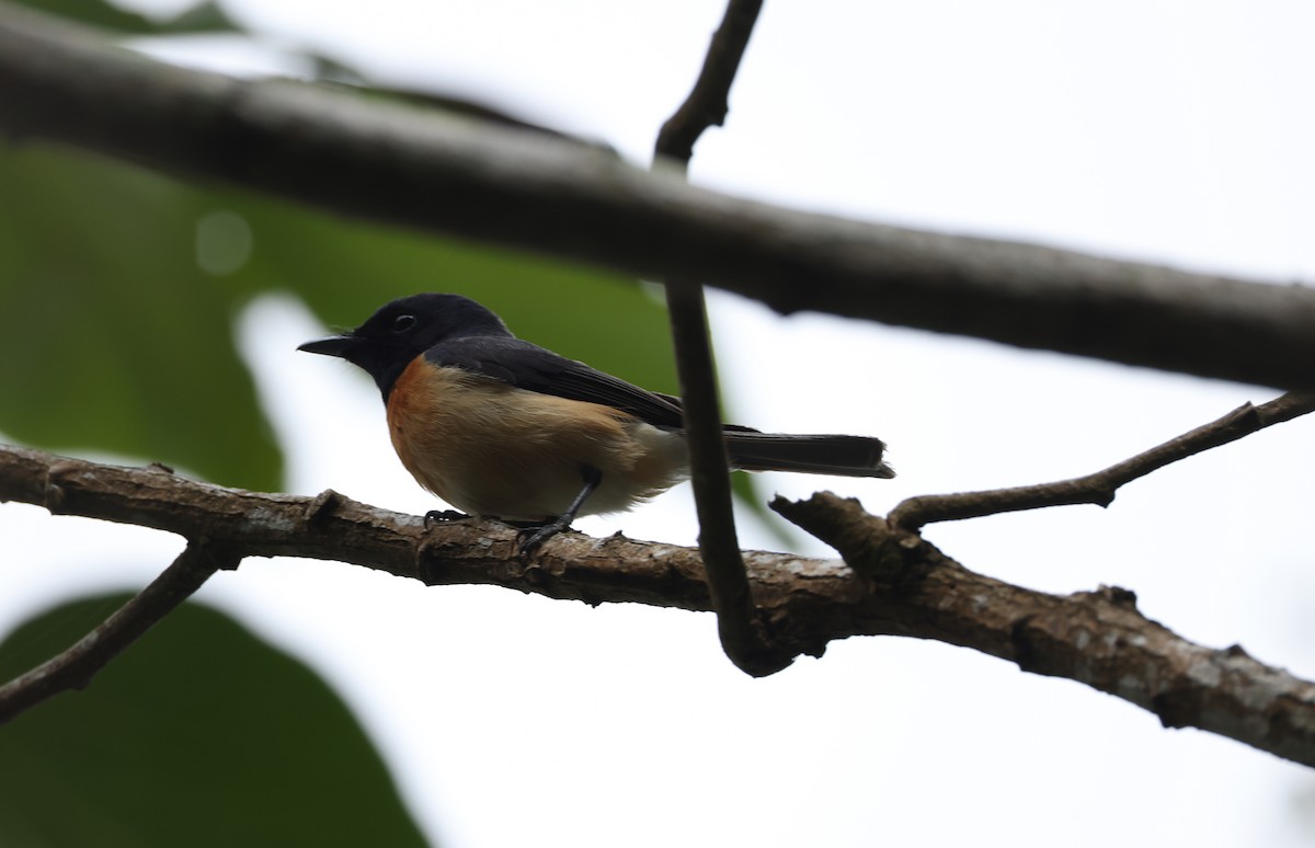 Monarca de Vanikoro - ML646904929