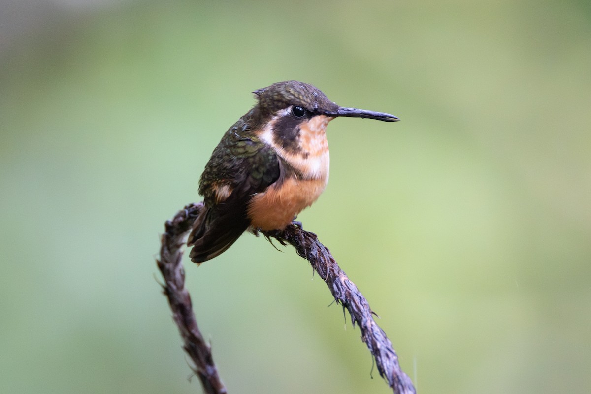 kalypta Mitchellova - ML646904938