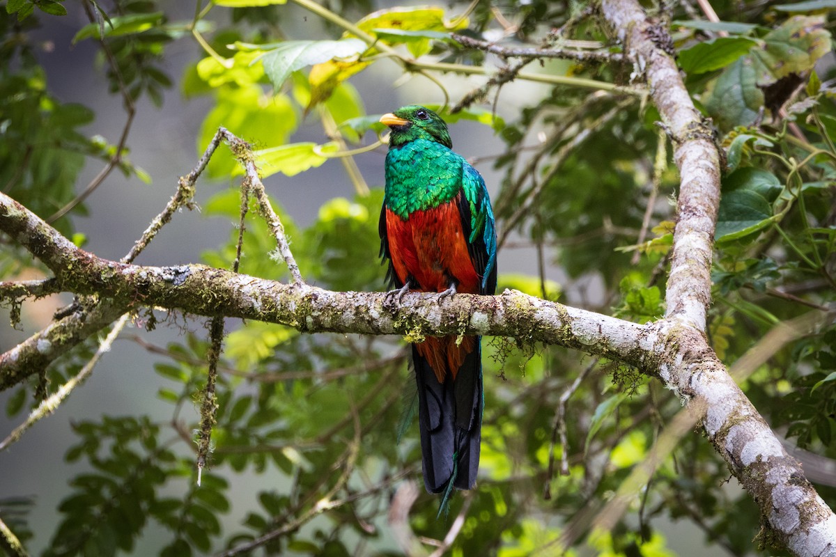 Goldkopftrogon - ML646904939