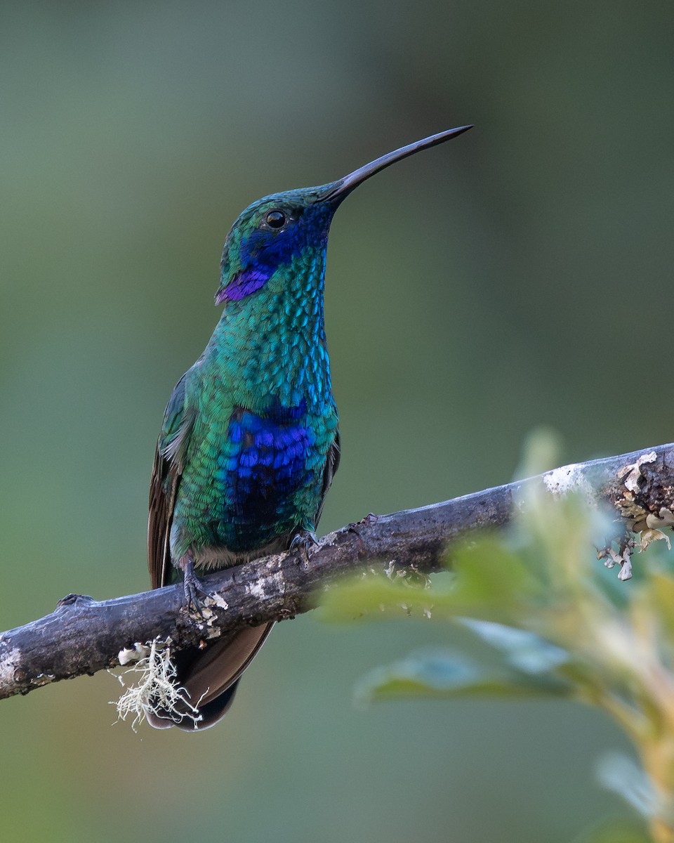 Sparkling Violetear - ML646904945