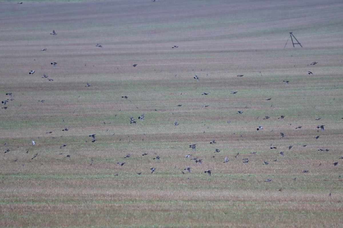 Fieldfare - ML646904947