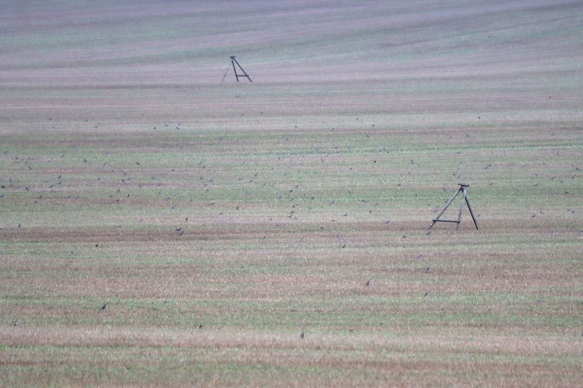 Fieldfare - ML646904948