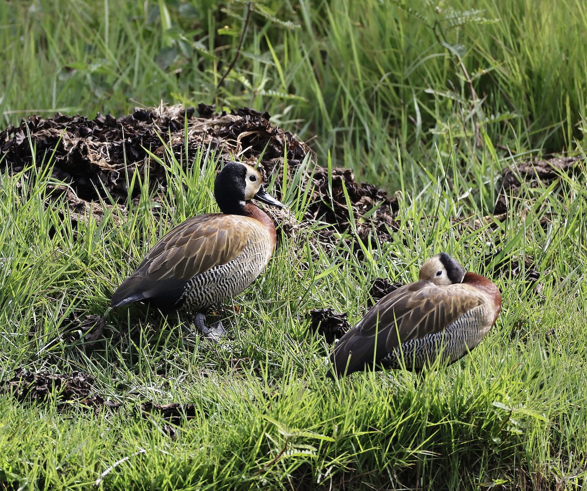White-faced Whistling-Duck - ML646904949