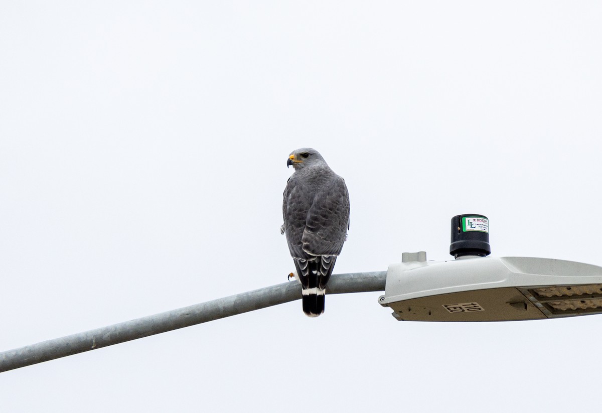 nordgråvåk - ML646904951