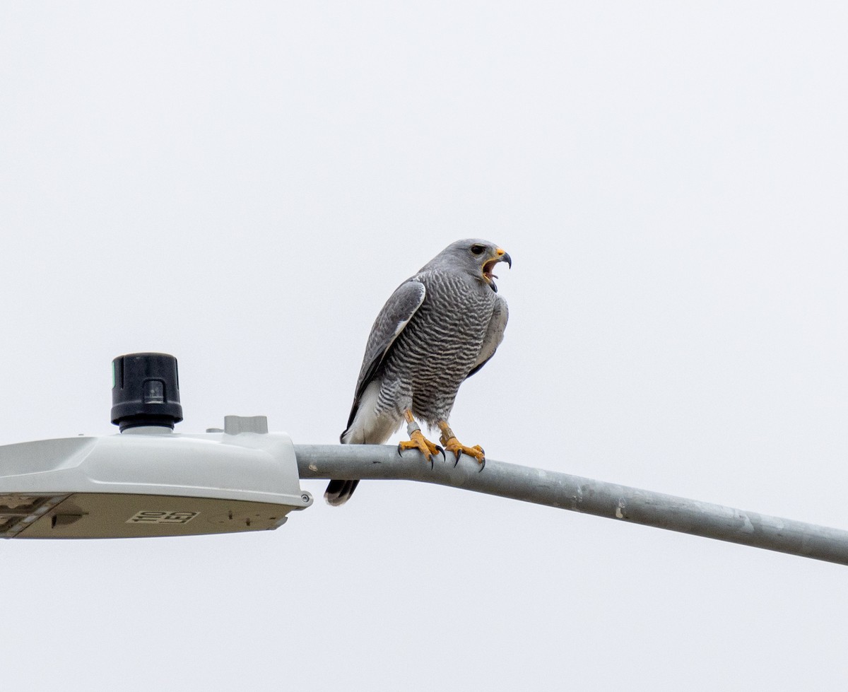 nordgråvåk - ML646904952