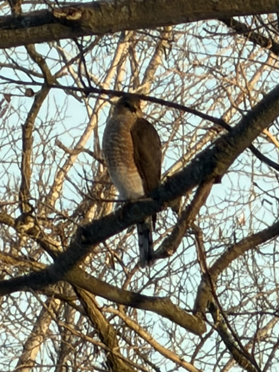 Cooper's Hawk - ML646904954