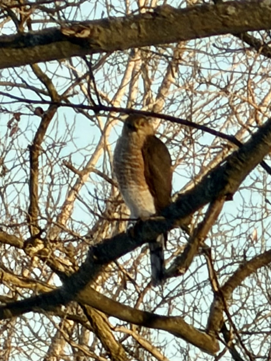 Cooper's Hawk - ML646904955