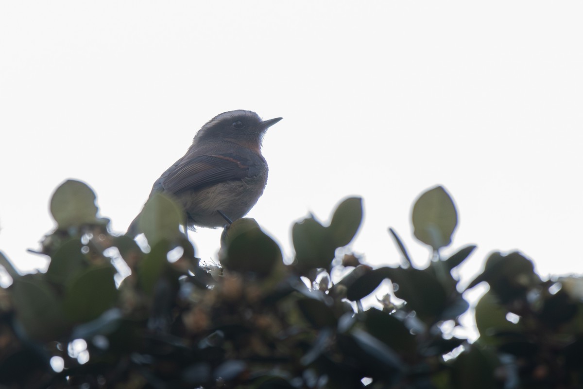 Rufous-breasted Chat-Tyrant - ML646904956