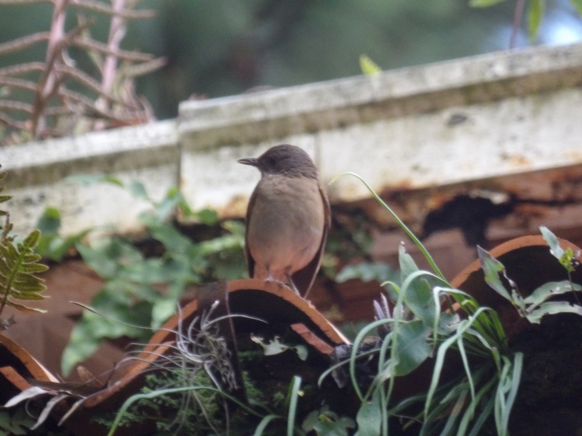 Pale-breasted Thrush - ML646904960