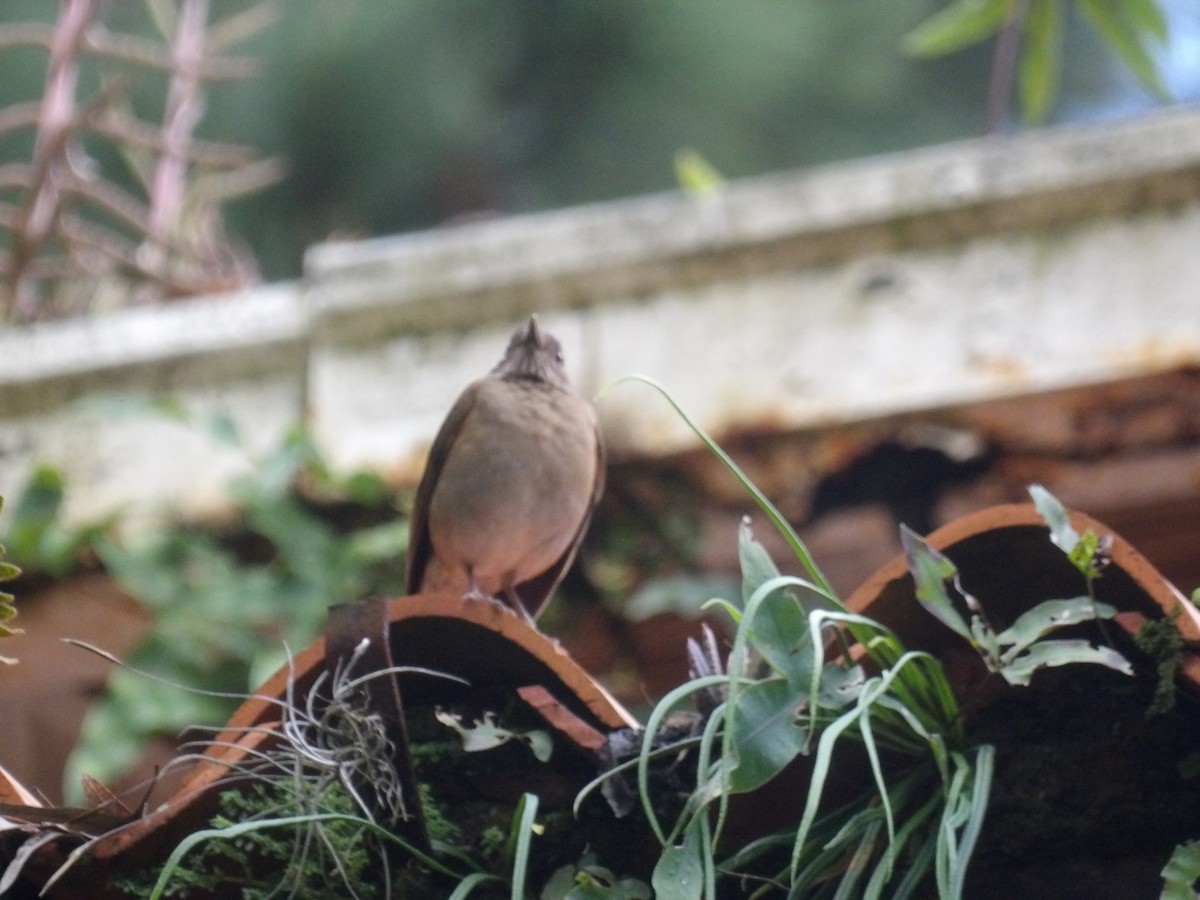 Pale-breasted Thrush - ML646904961