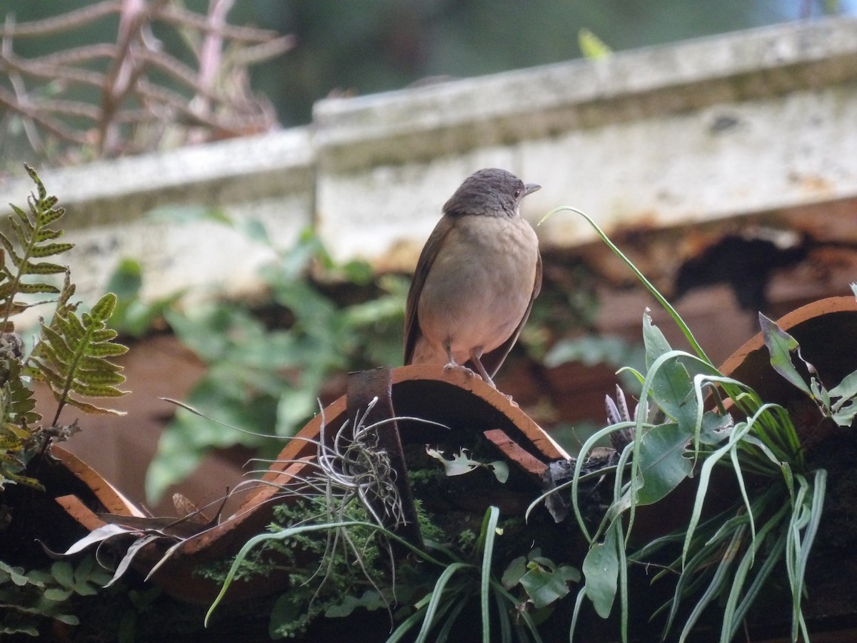 Pale-breasted Thrush - ML646904963
