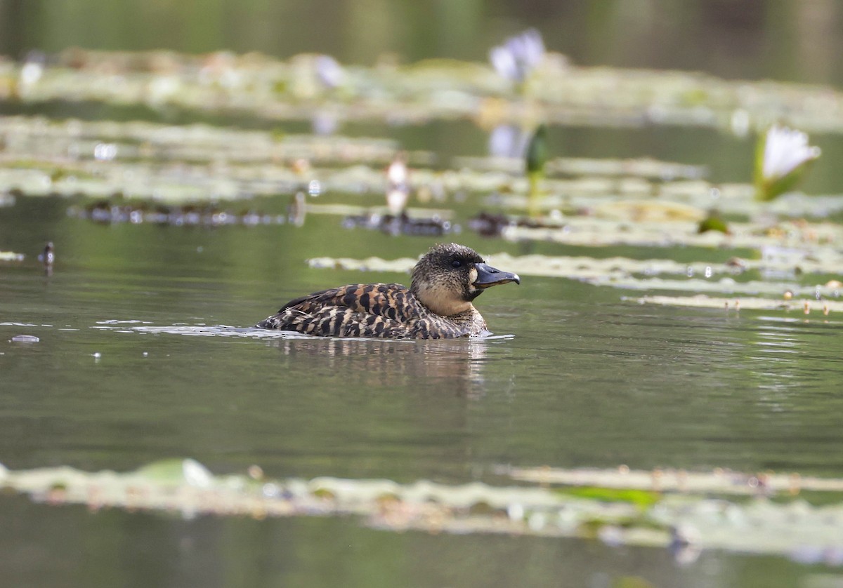 White-backed Duck - ML646904966