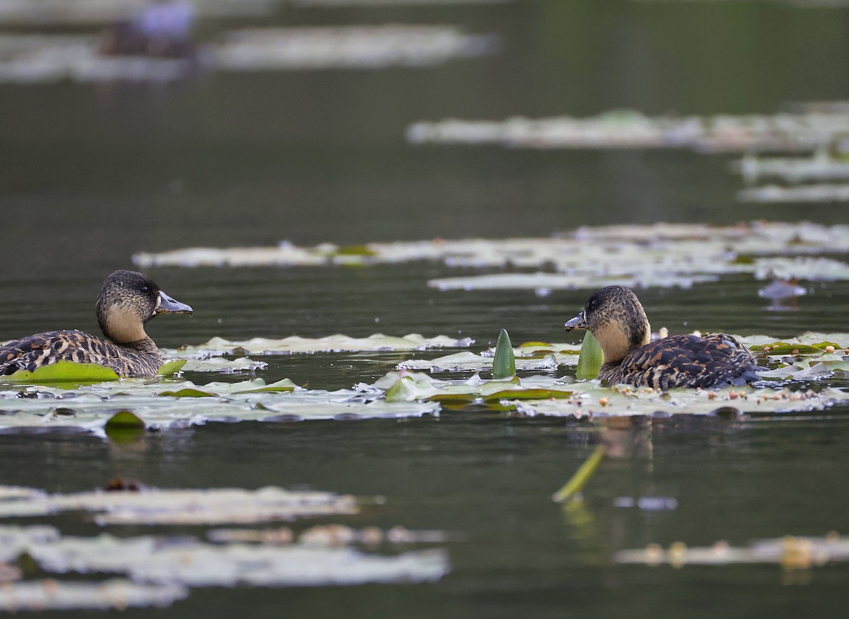 White-backed Duck - ML646904968