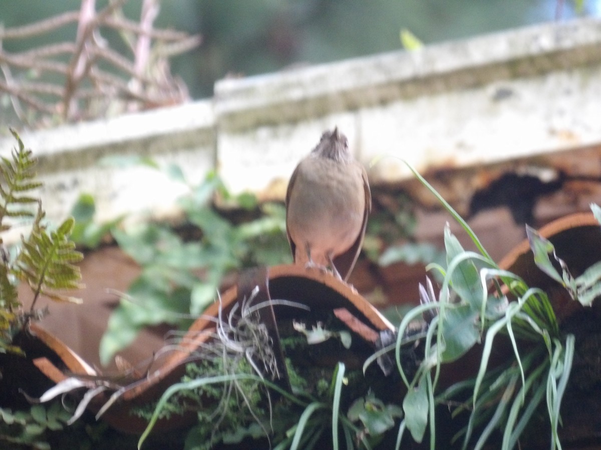 Pale-breasted Thrush - ML646904969