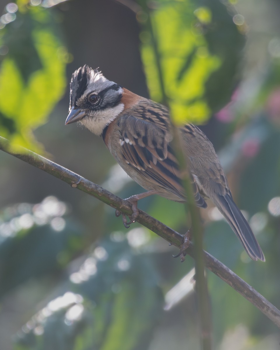 Rufous-collared Sparrow - ML646904970