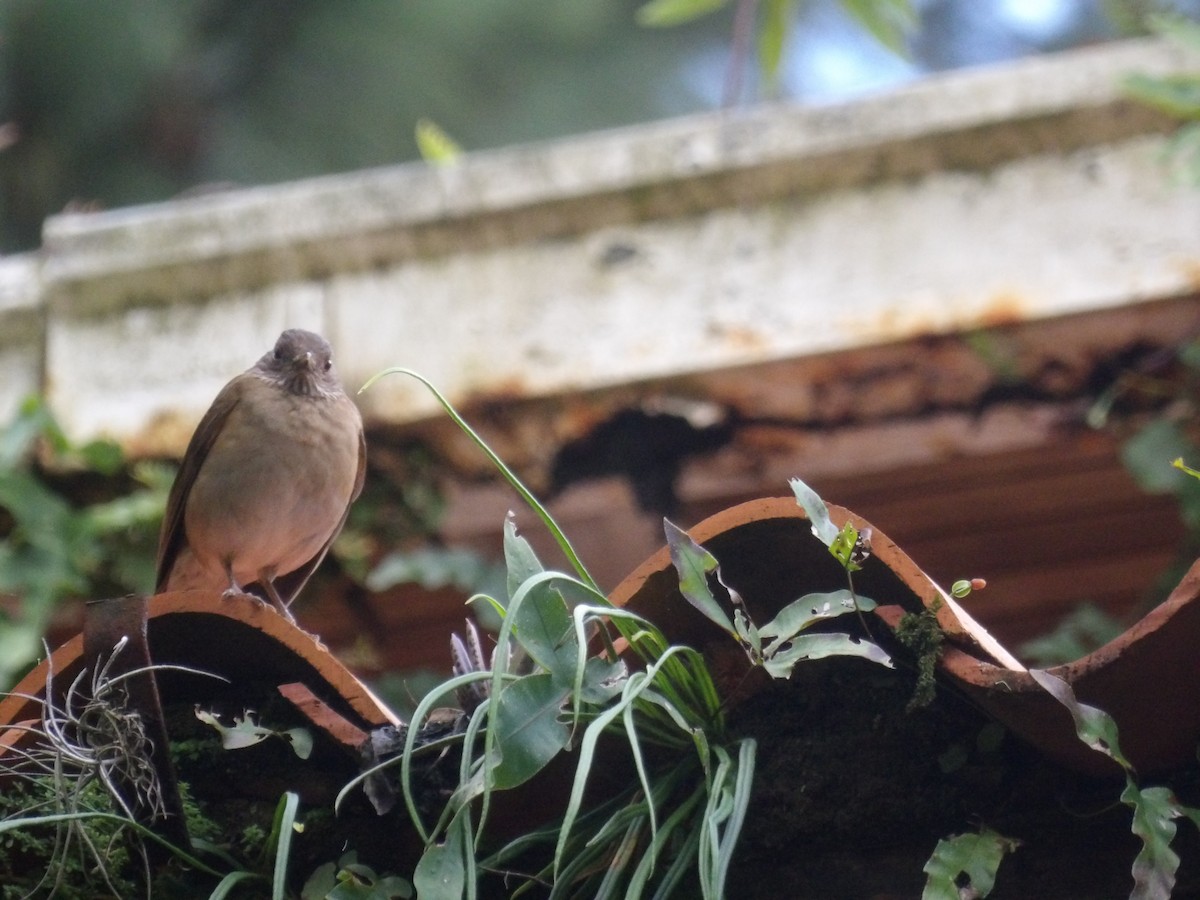 Pale-breasted Thrush - ML646904971