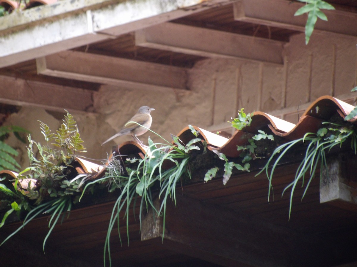 Pale-breasted Thrush - ML646904972