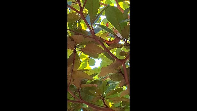 Boyalı Çinte - ML646904976