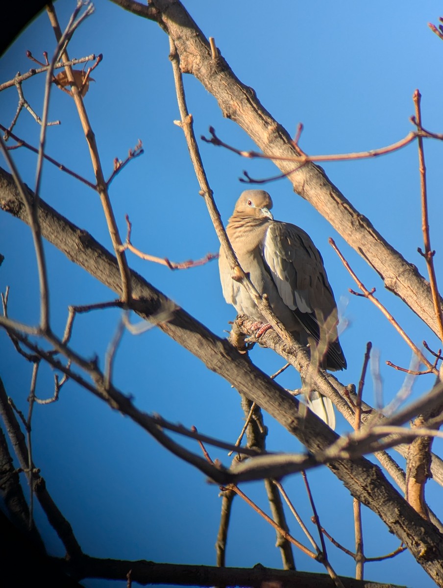 Зенаїда білокрила - ML646904977