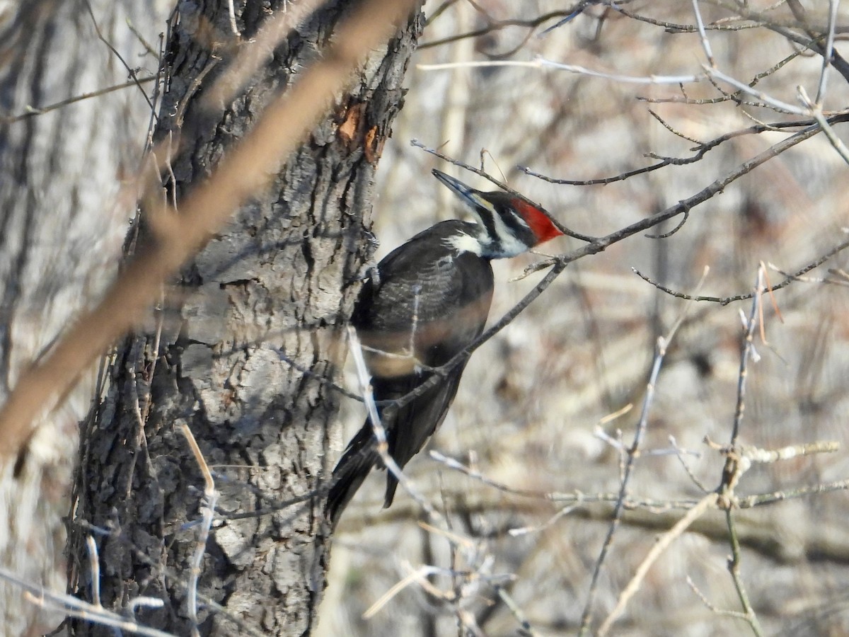 Pileated Woodpecker - ML646904978