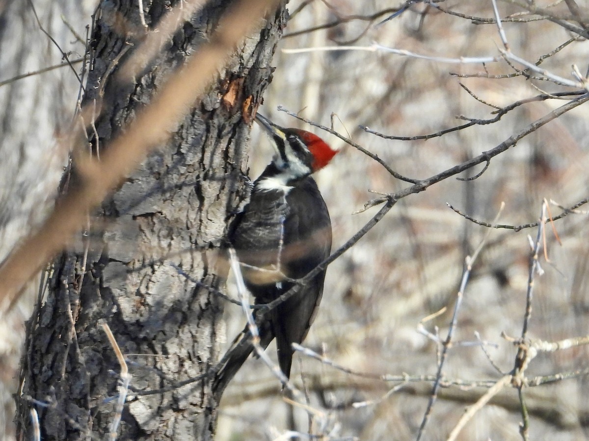 Pileated Woodpecker - ML646904979
