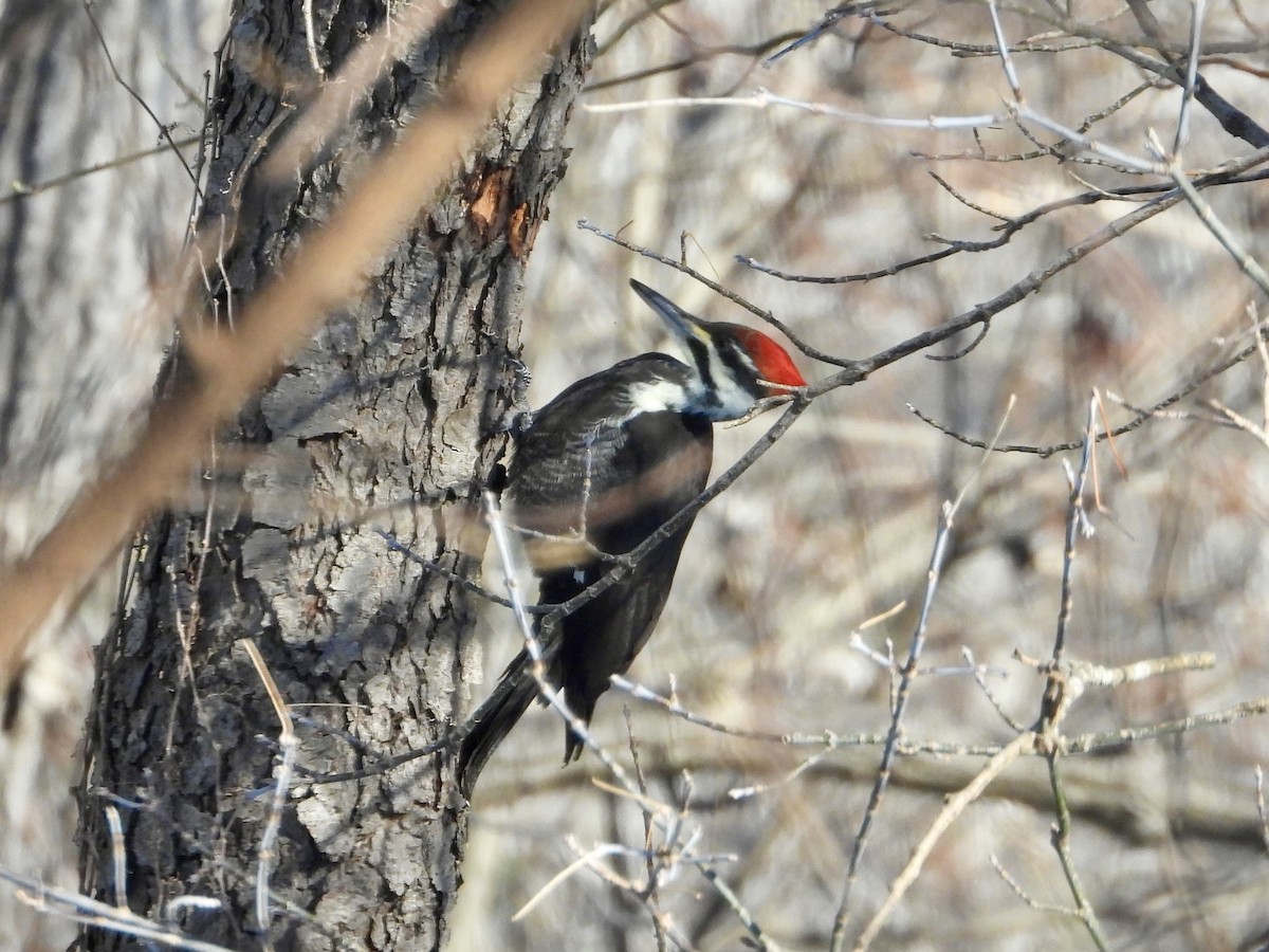 Pileated Woodpecker - ML646904980