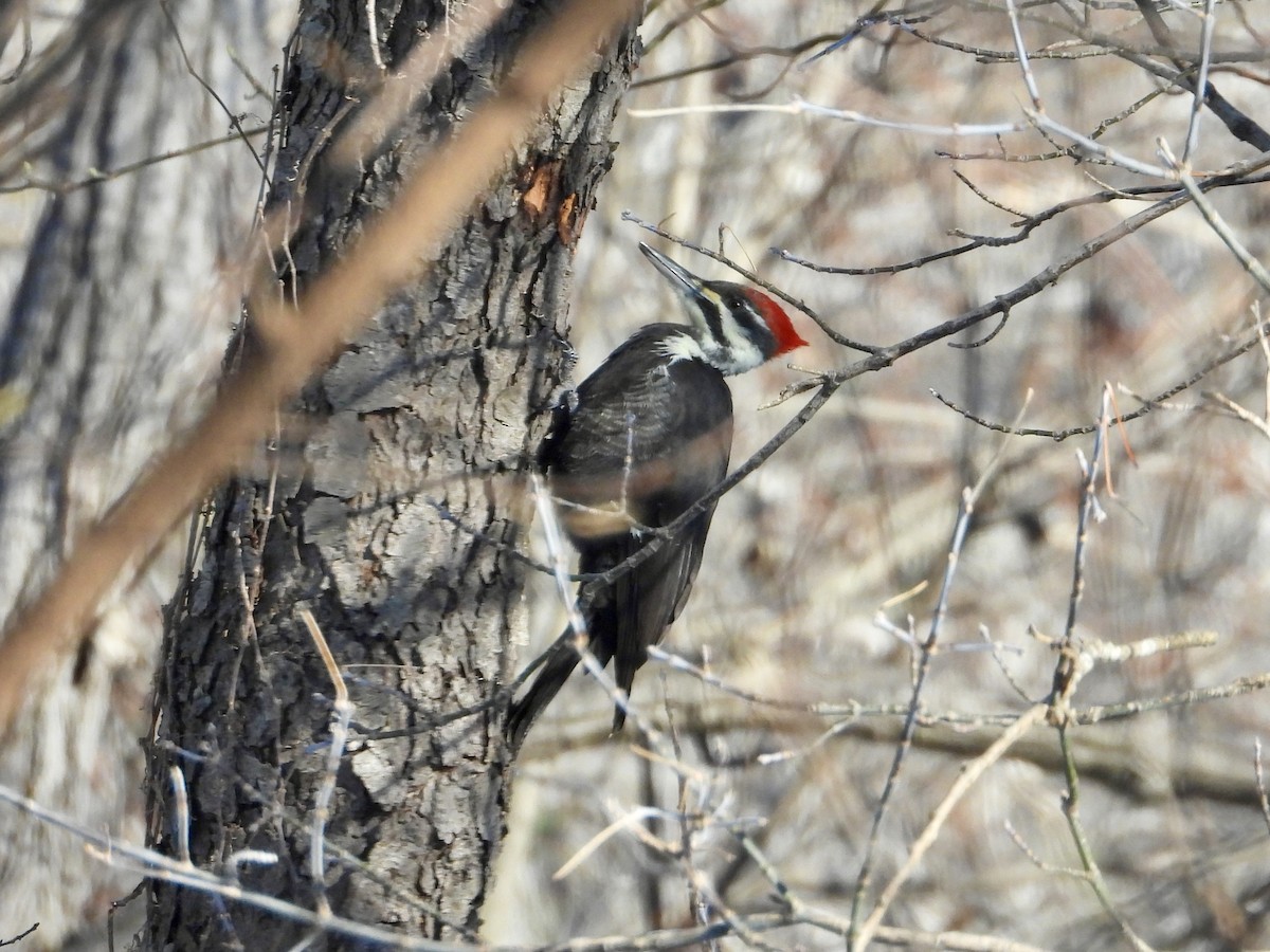 Pileated Woodpecker - ML646904981