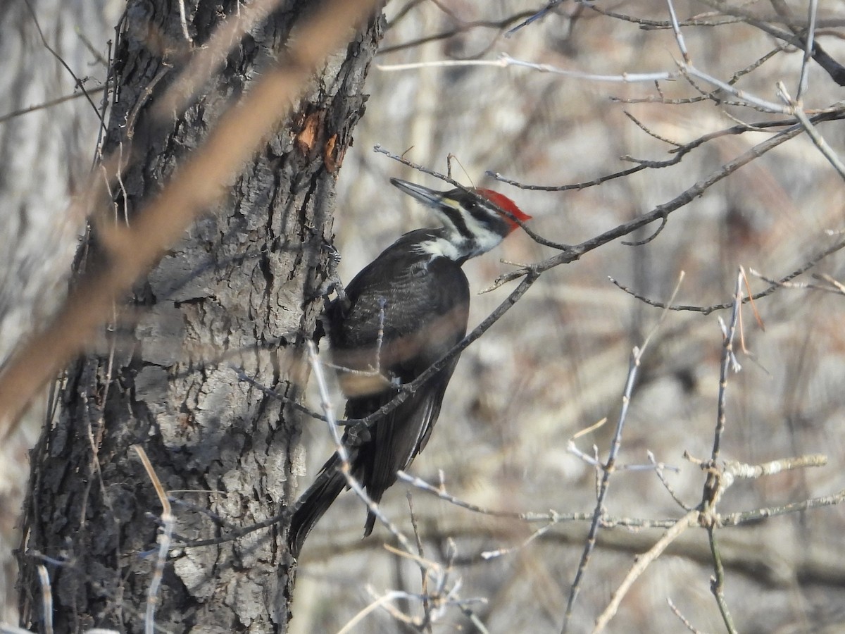 Pileated Woodpecker - ML646904982