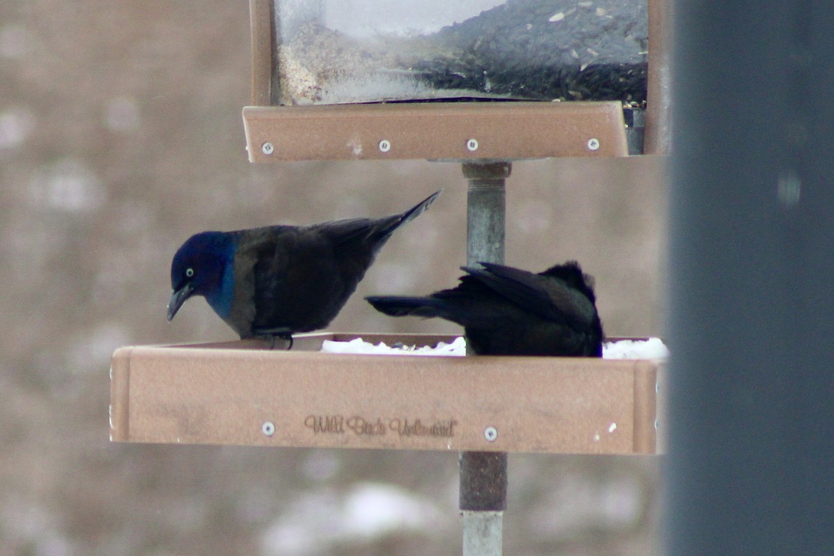 Common Grackle - ML646904983