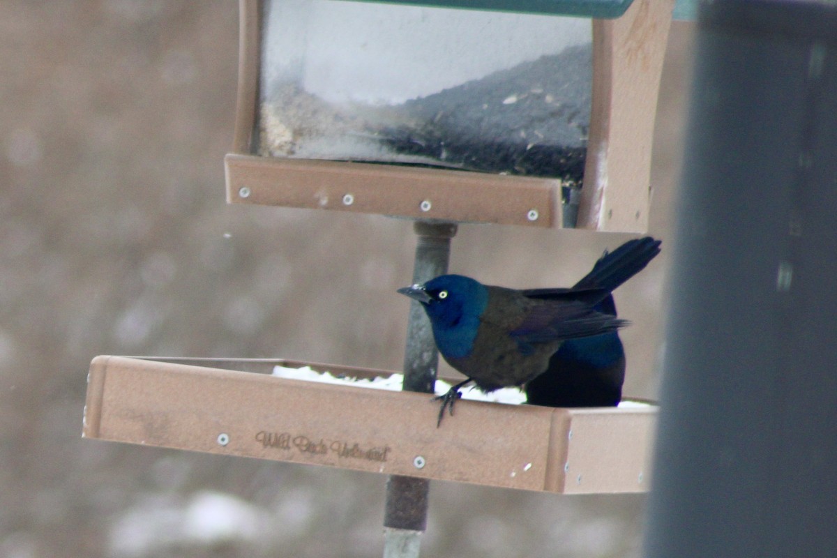 Common Grackle - ML646904984