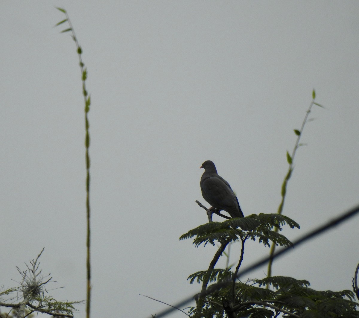 Red-billed Pigeon - ML646904988