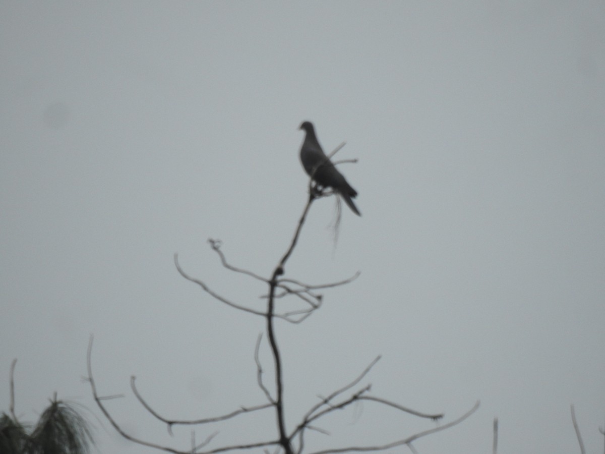 Red-billed Pigeon - ML646904990
