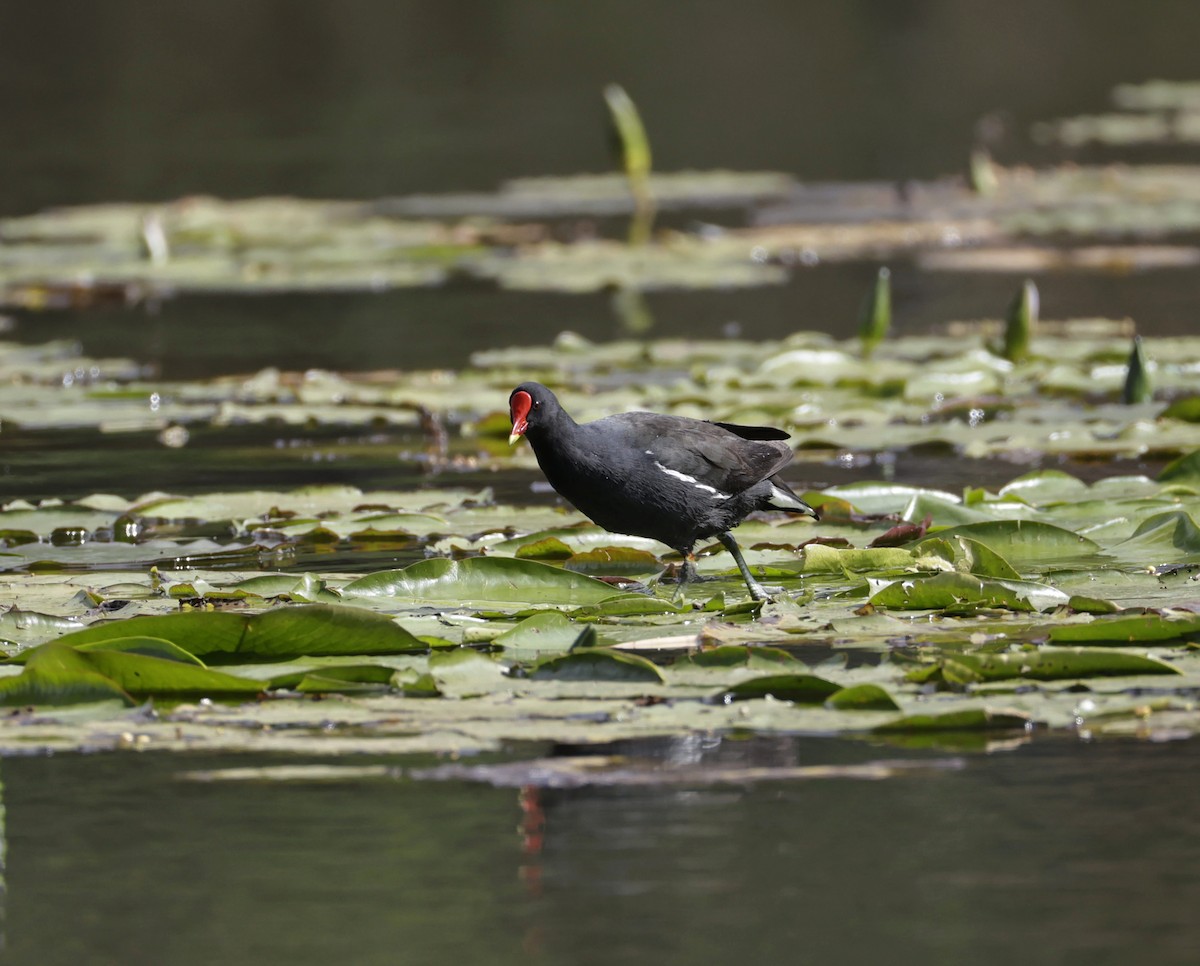 Eurasian Moorhen - ML646904993