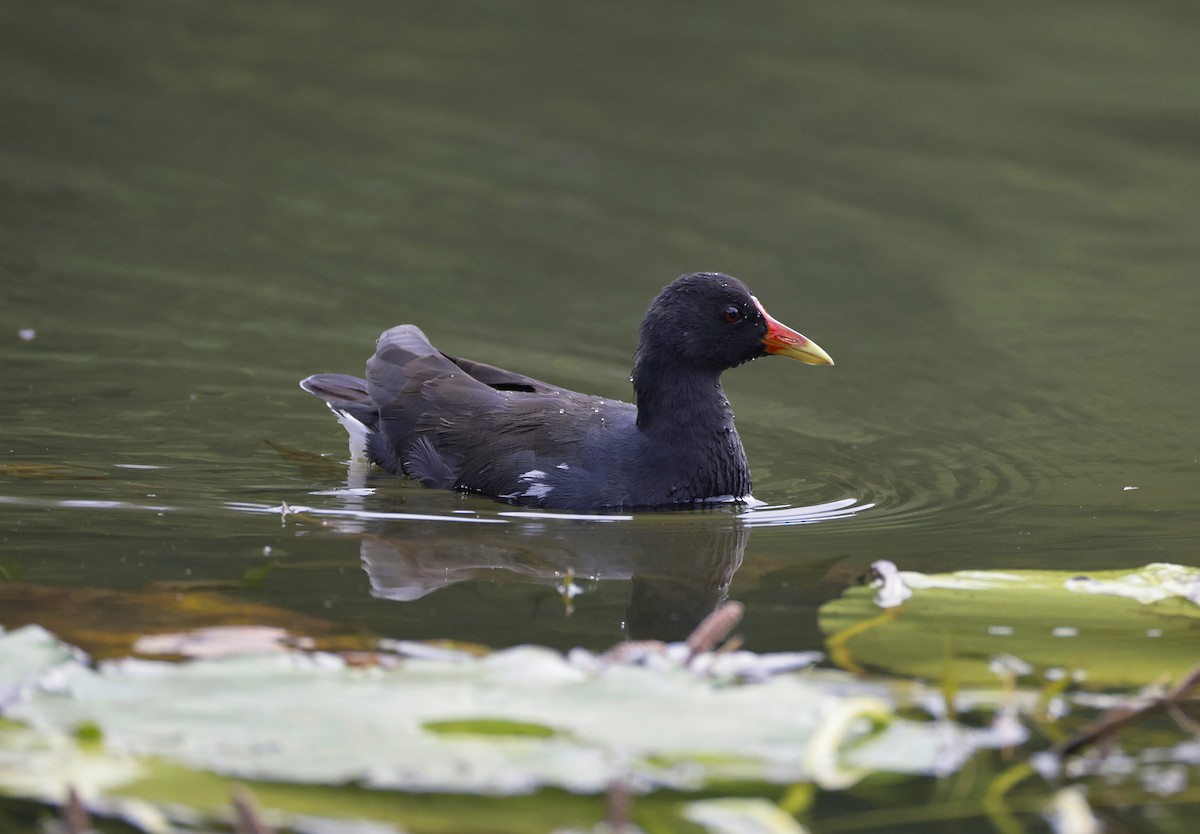 Eurasian Moorhen - ML646904994