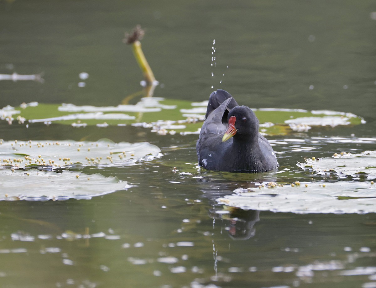 Eurasian Moorhen - ML646904995