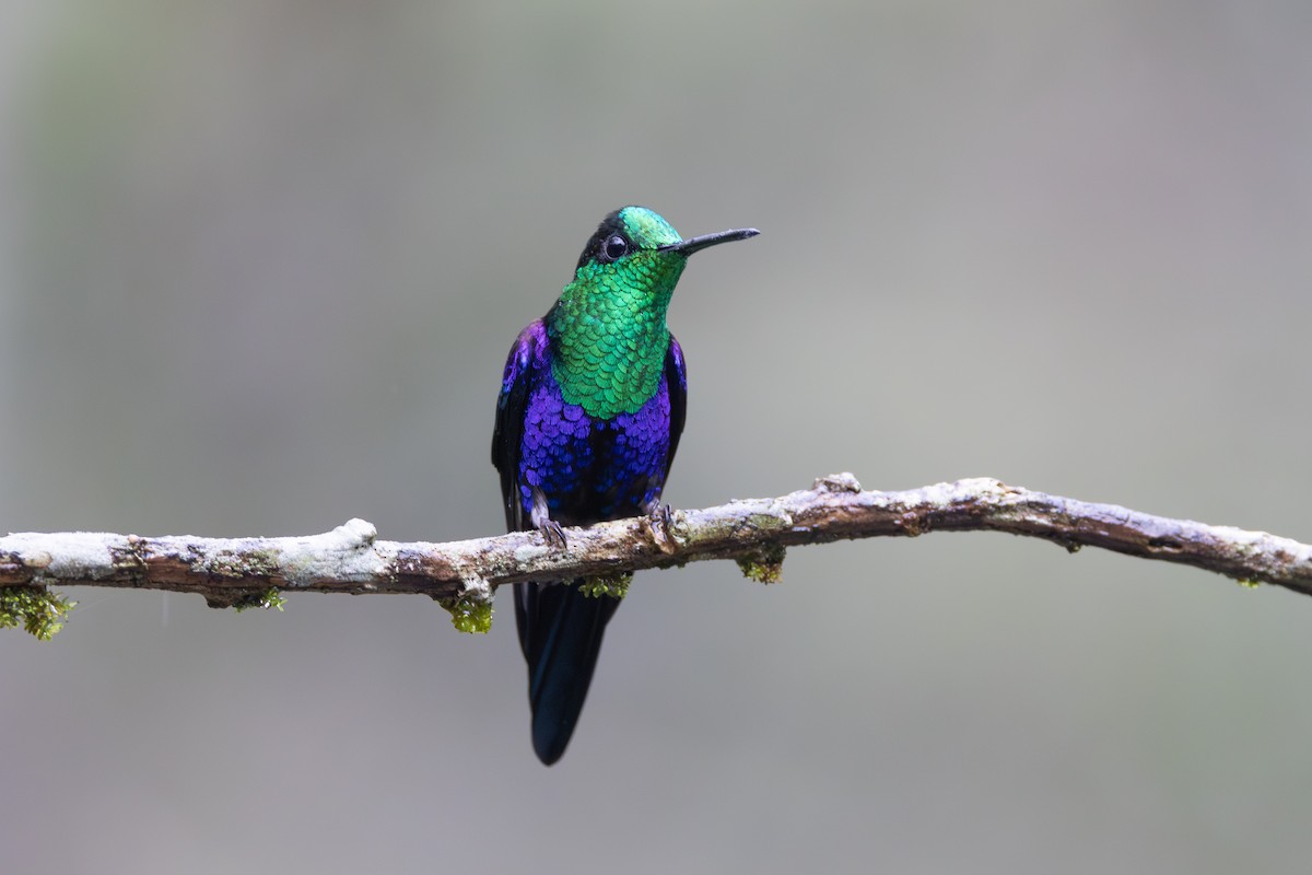 kolibřík vidloocasý - ML646904998