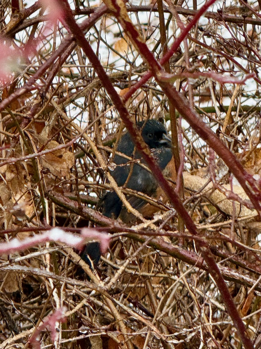 rødsidetovi - ML646905000