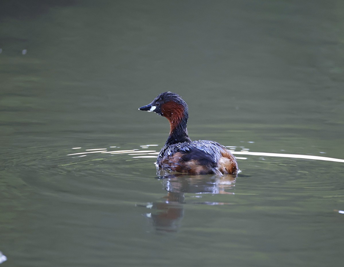 Little Grebe - ML646905001
